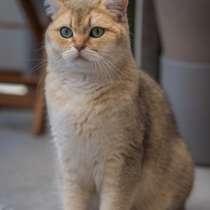 british shorthair, breed cat, cat-8032816.jpg